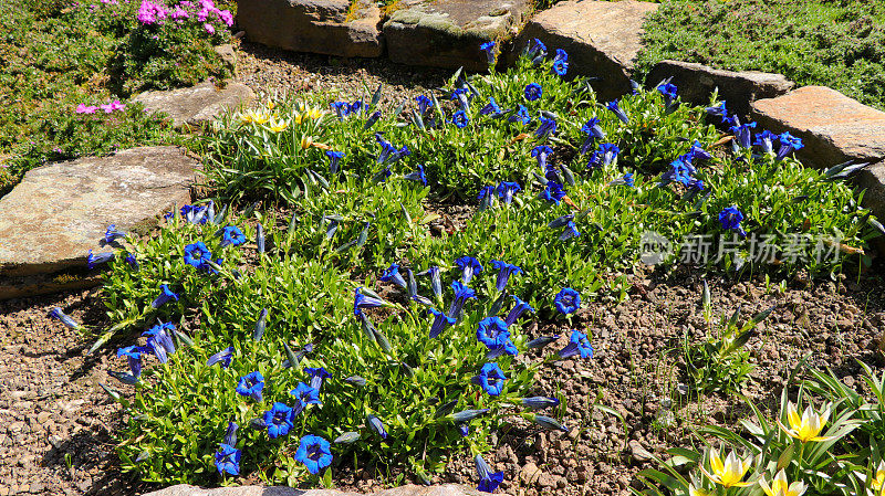 龙胆花(Gentiana acaulis)